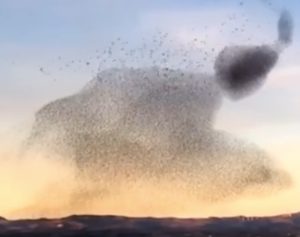 A huge flock of birds creates a shape